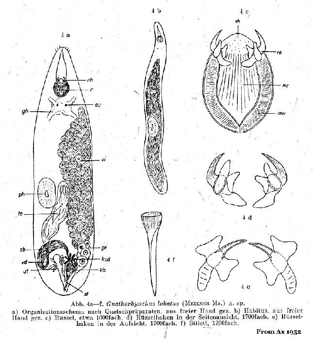 Image of Neognathorhynchus