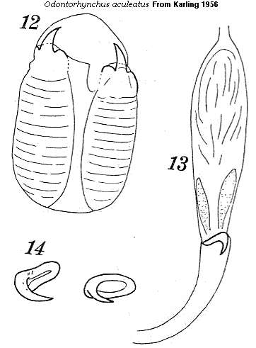 Image of Odontorhynchus aculeatus Karling 1956