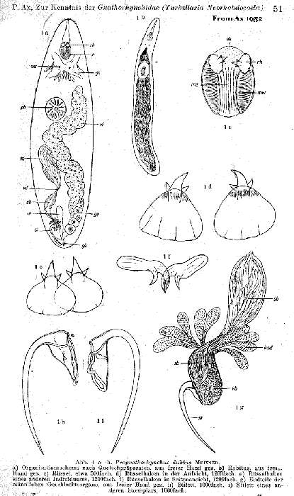 Image of Prognathorhynchus dubius Meixner 1929