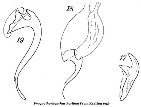 Image of Prognathorhynchus karlingi Ax 1953