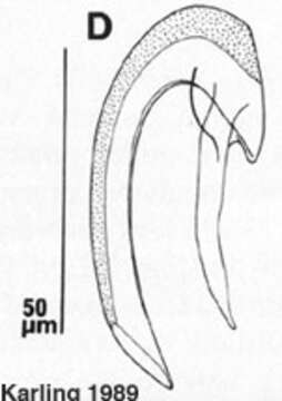 Image of Uncinorhynchus