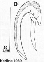 Image of Uncinorhynchus