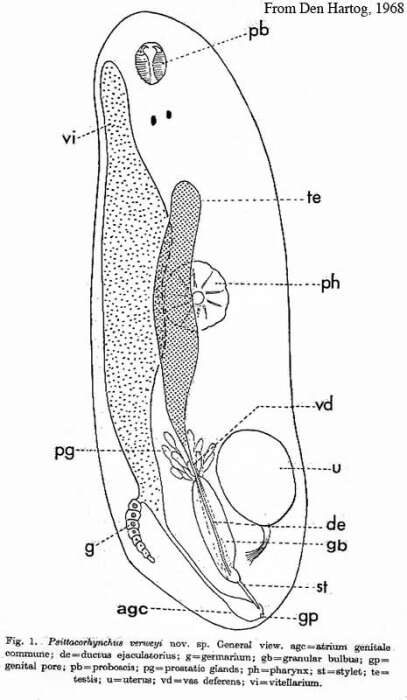 Image of Psittacorhynchus