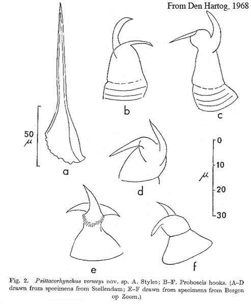 Image of Psittacorhynchus