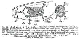 Image of Placorhynchidae