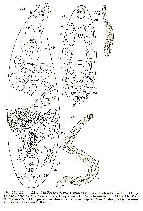 Sivun Psammorhynchus kuva