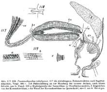 Sivun Psammorhynchus kuva