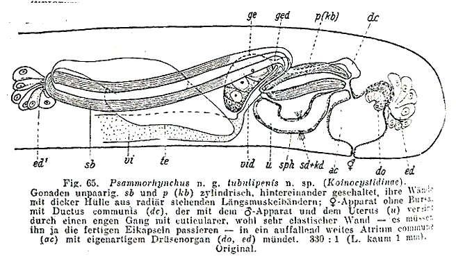 Sivun Psammorhynchus kuva