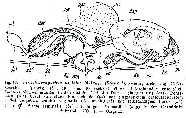 Слика од Proschizorhynchella