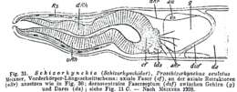 Слика од Proschizorhynchella