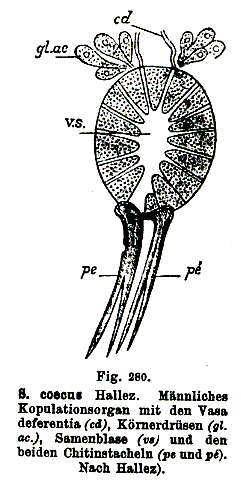 Image of Schizorhynchus