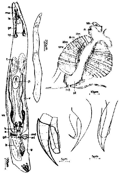 Image of Karkinorhynchus