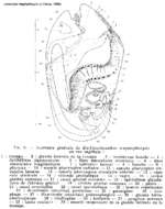 Image of Lehardyia