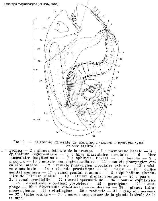 Image of Lehardyia