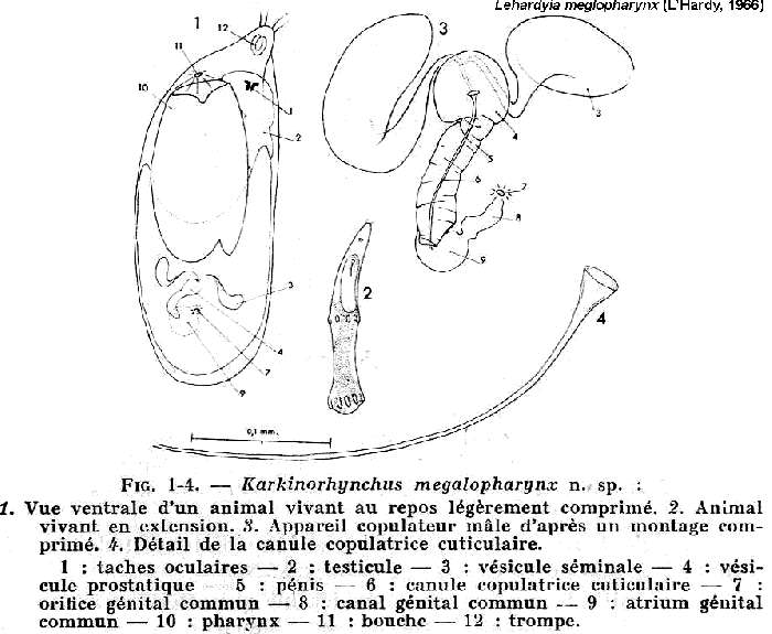 Image of Lehardyia