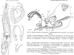 Image of Lehardyia tetragnatha (Ax & Schilke 1971)