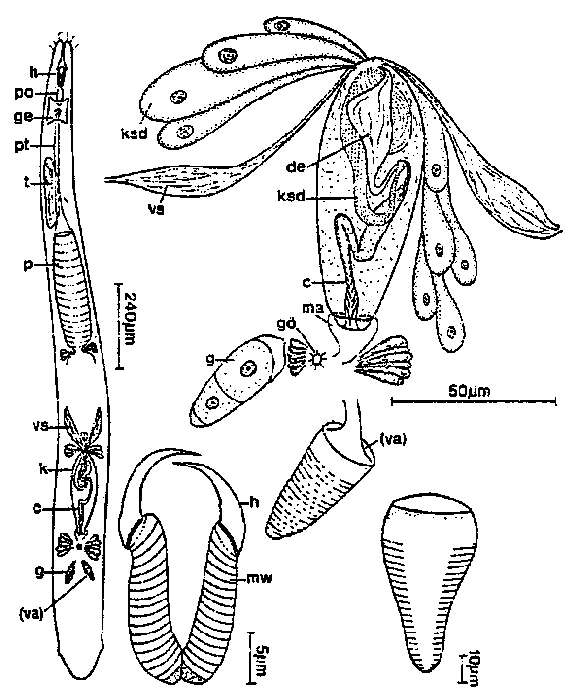 Image of Cheliplana curvocirro Schilke 1970