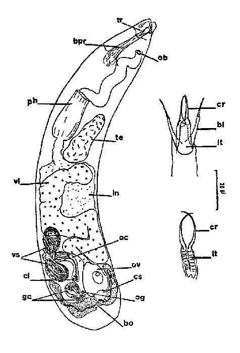 Image of Cheliplana hiemalis Brunet 1968