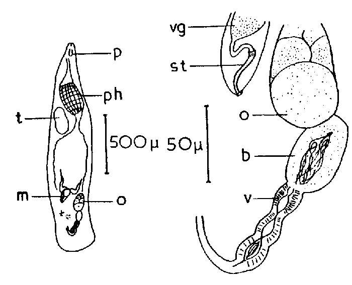 Image of Cheliplana hypergyna Boaden 1965