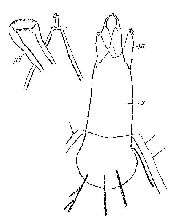 Image of Cheliplana mamkaevi Evdonin 1977