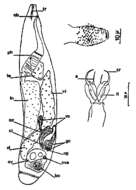 Image of Cheliplana piriformis Brunet 1968