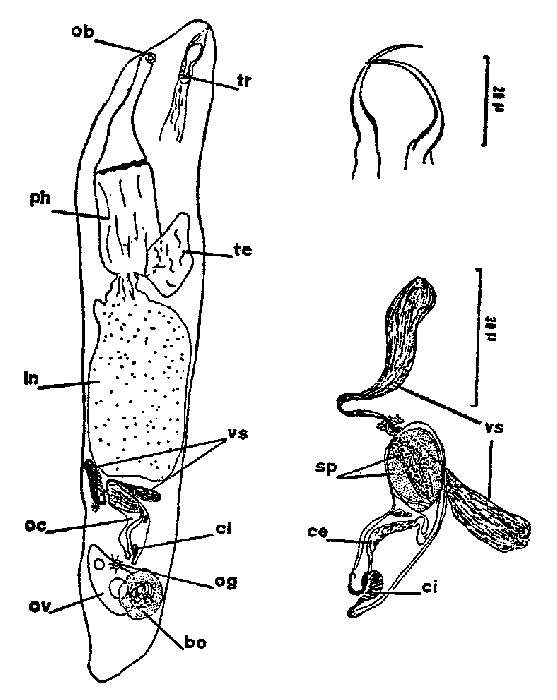 Image of Cheliplana pusilla Brunet 1968