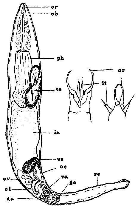 Image of Cheliplana varicauda Brunet 1971