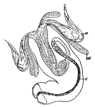 Image of Baltoplana valkanovi Ax 1959