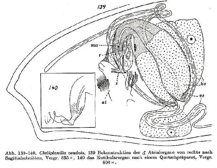 Image of Cheliplanilla