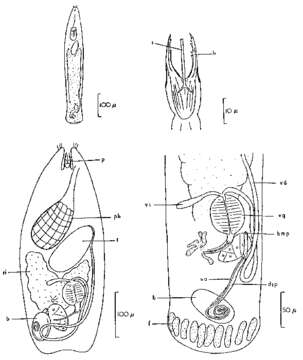 Image of Cheliplanilla karlingi Boaden 1963