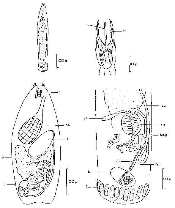 صورة Cheliplanilla karlingi Boaden 1963