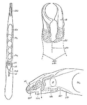 Image of Diascorhynchus borealis Meixner 1928