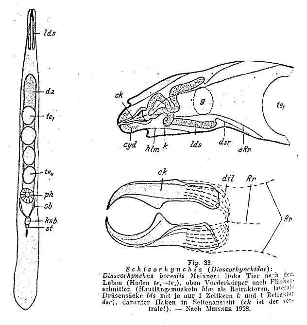 Image of Diascorhynchus borealis Meixner 1928