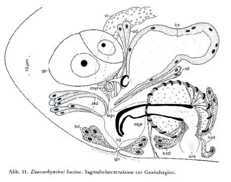 Image of Diascorhynchus bucina Ehlers & Ehlers 1980