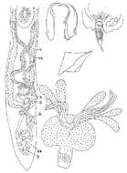Image of Diascorhynchus lappvikensis Karling 1963