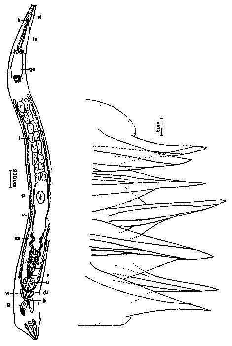 Image of Diascorhynchides