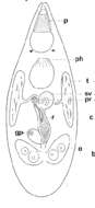 Image of Acrorhynchides