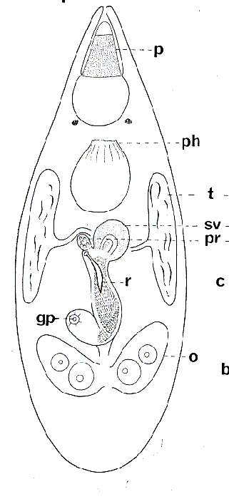 Image of Acrorhynchides