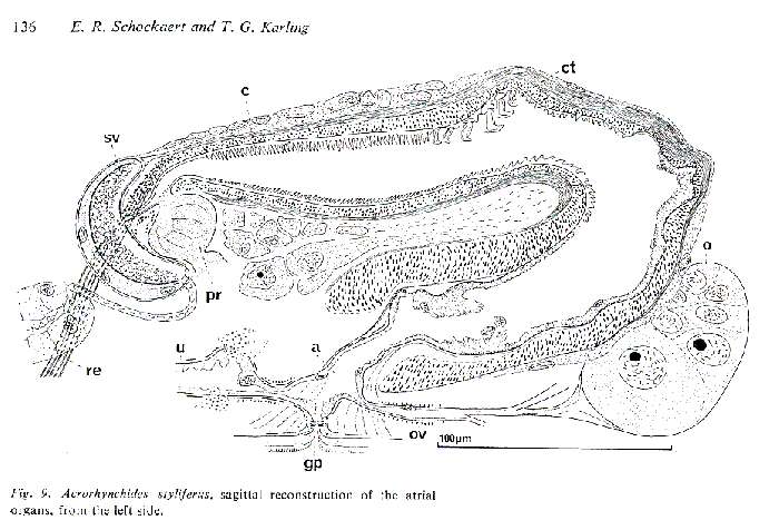 Image of Acrorhynchides