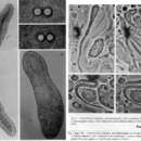 Image of Nemertinoides elongatus Riser 1987