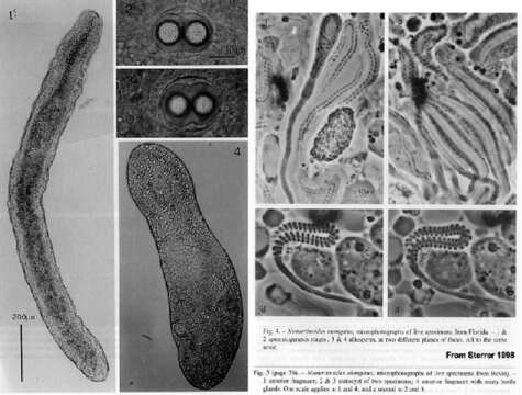 Image of Nemertinoides