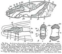 Image of Cheliplana remanei (Meixner 1928)