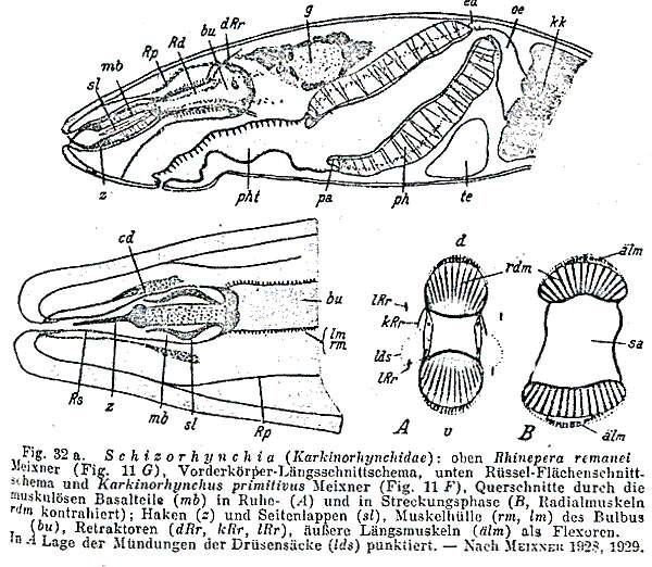 Image of Cheliplana remanei (Meixner 1928)