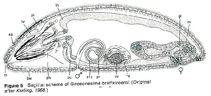 Image of Gnosonesimida