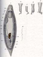 Image of Provortex balticus (Schultze 1851)