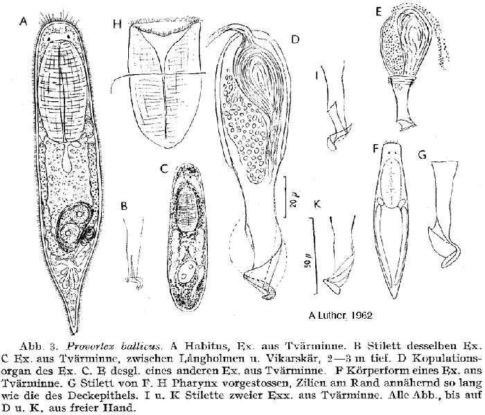 Image of Provortex balticus (Schultze 1851)