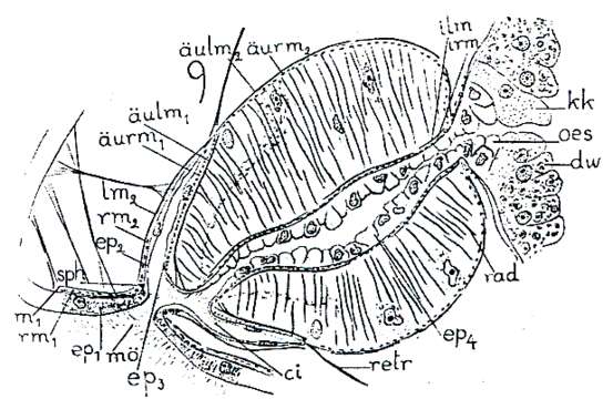 Provortex balticus (Schultze 1851)的圖片