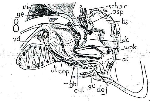 Image of Provortex balticus (Schultze 1851)