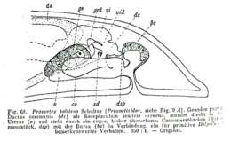 Provortex balticus (Schultze 1851)的圖片