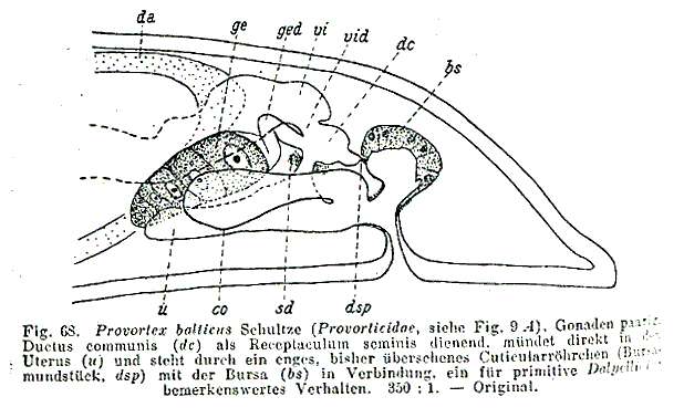 Image of Provortex balticus (Schultze 1851)